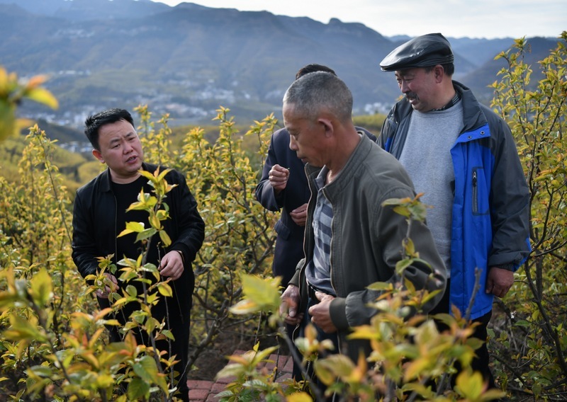 查看果樹(shù)生長(cháng)情況。納雍縣委宣傳部供圖